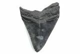 Serrated, Fossil Megalodon Tooth - South Carolina #370483-1